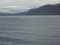 Wale vor sagenhafter Kulisse ;o)