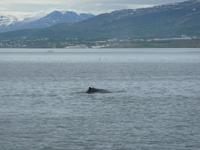 Walbeobachtung auf Island
