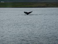 ...auf zum Tieftauchen 