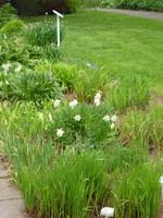 Botanischer Garten Akureyri