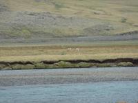 Suchbild - Rentiere ;o)