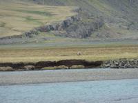 Rentier in freier Wildbahn