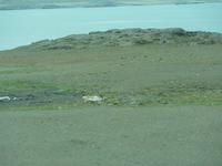 Rentier in freier Wildbahn