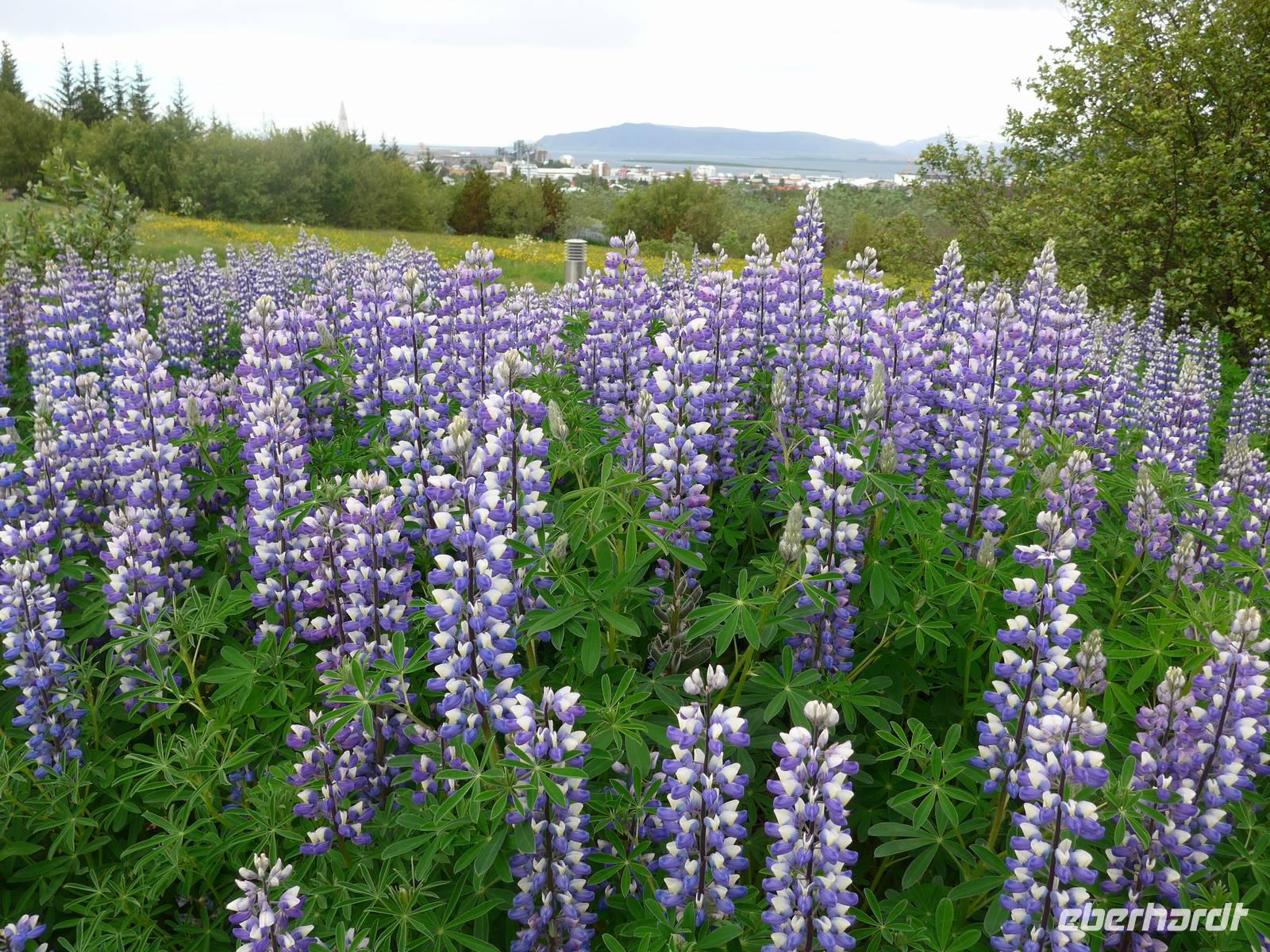 Island,.Alaska-Lupinen
