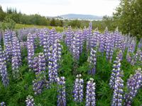 Island,.Alaska-Lupinen