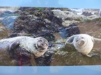 Island, Robben am Strand auf der Halbinsel Snaefellsnes