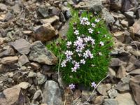 Island, stengelloses Leimkraut