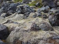 Island, Zackenmützenmoos