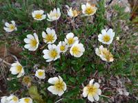 Island, weißer Silberwurz - Blume Islands