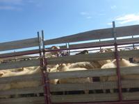 Island, Fahrt auf die Alm