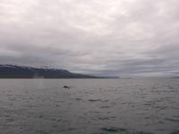 Island, Akureyri, Walbeobachtung