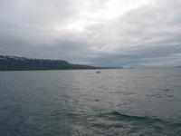 Island, Akureyri, Walbeobachtung