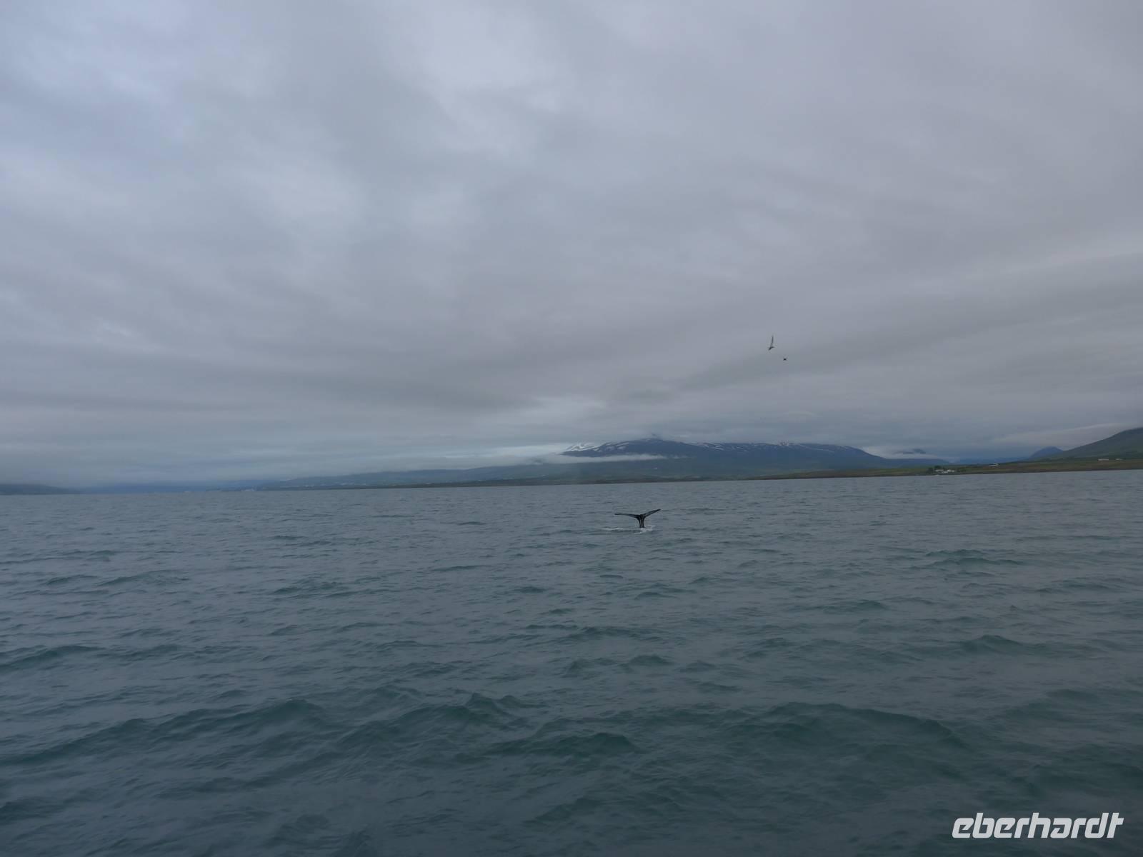 Island, Akureyri, Walbeobachtung