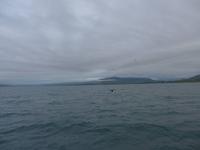 Island, Akureyri, Walbeobachtung