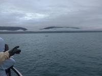 Island, Akureyri, Walbeobachtung