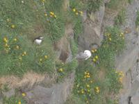 Island, Papagaitaucher und Möwe