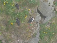 Island, Papagaitaucher