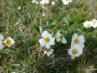 Island, weißer Silberwurz - Blume Islands