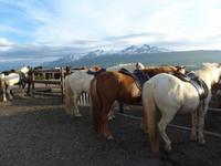 Island, Akureyri, Reitausflug