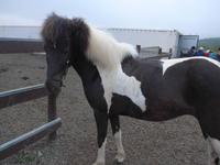 Island, Akureyri, Reitausflug