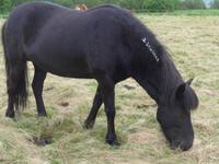 Island, Pferde am Hotel Hallormsstadur