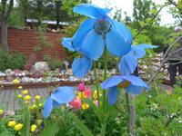 Island, Petras Steinhaus und Garten