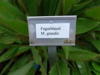 Island, Petras Steinhaus und Garten