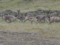 Island, Rentierherde vor Höfn