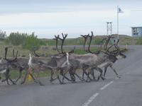 Island, Rentierherde vor Höfn