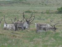 Island, Rentierherde vor Höfn