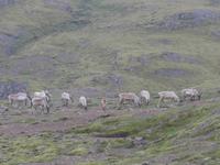 Island, Rentiere an der Auffahrt zum Gletscher