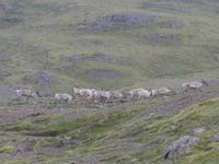 Island, Rentiere an der Auffahrt zum Gletscher