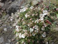 Island, Weg am Svinafellsjökull, Strand-Leimkraut