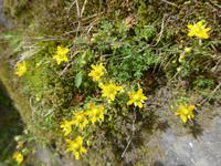 Island, Weg am Svinafellsjökull, Fetthennen-Steinbrech