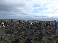 Island, Steinmännchen, um Katla friedlich zu stimmen 