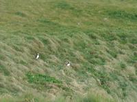 Island, Küste bei Dyrholaey, Papagaitaucher