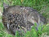 Island, Küste bei Dyrholaey, brütende Eiderente