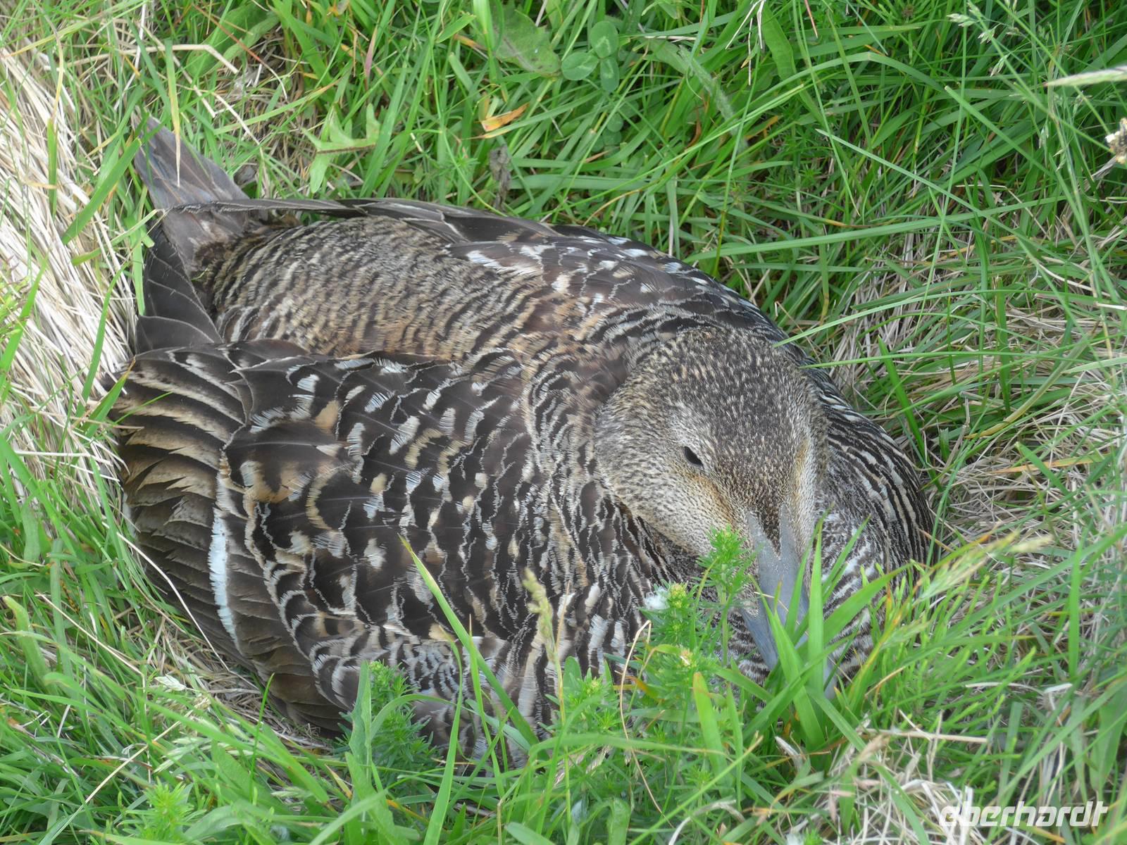 Island, Küste bei Dyrholaey, brütende Eiderente