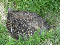 Island, Küste bei Dyrholaey, brütende Eiderente