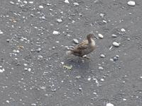 Island, Küste bei Dyrholaey,  Eiderente am Strand