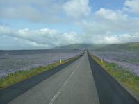 Island im Süden, Alaska-Lupinen rechts und links