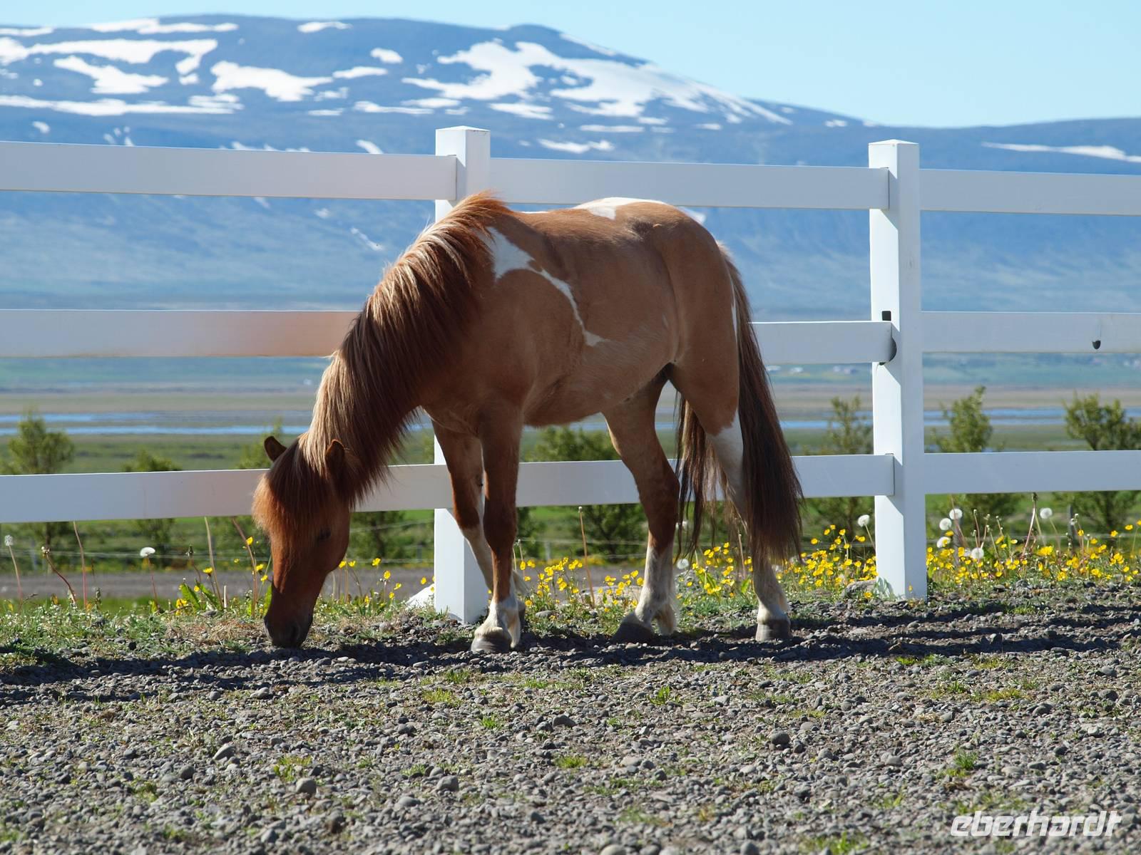 zu Besuch bei den Islandpferden
