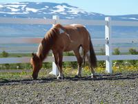 zu Besuch bei den Islandpferden