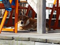 zu Besuch bei den Islandpferden