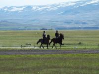 zu Besuch bei den Islandpferden