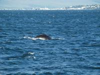 Walsafari bei Akureyri