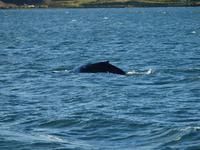 Walsafari bei Akureyri