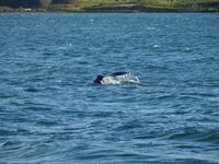 Walsafari bei Akureyri