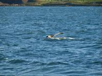 Walsafari bei Akureyri