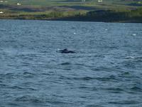 Walsafari bei Akureyri